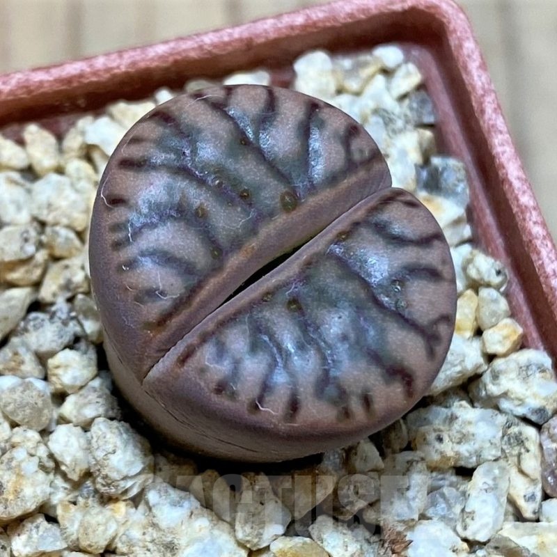 SH25755 Lithops bromfieldii ‘Red Coral’