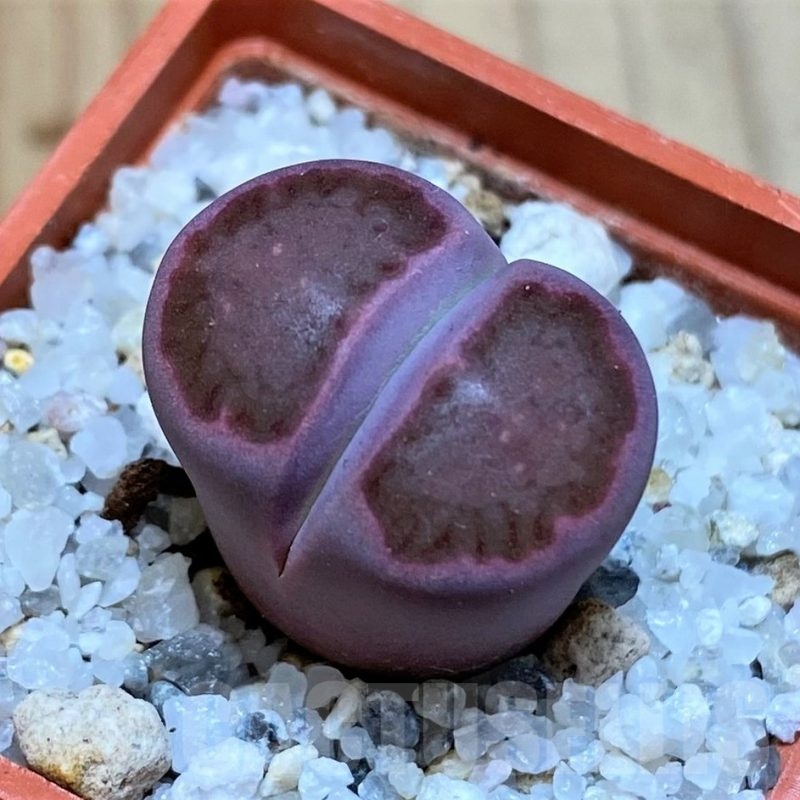 SH25756 Lithops salicola ‘Sato’s Violet’ hybrid