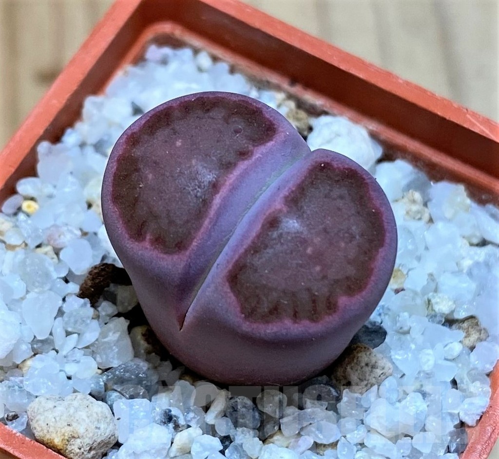 SH25756 Lithops salicola ‘Sato’s Violet’ hybrid