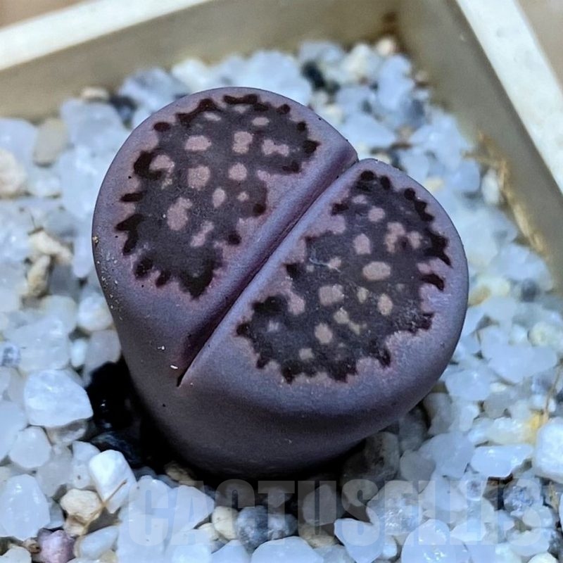 SH25757 Lithops salicola ‘Sato’s Violet’ hybrid