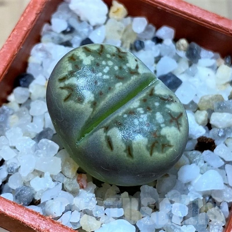 SH25758 Lithops dorotheae
