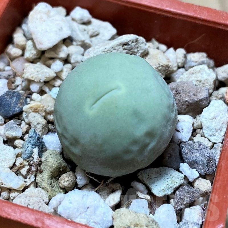 SH25737 Conophytum calculus
