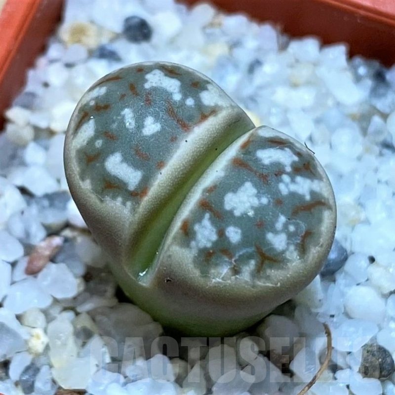 SH25759 Lithops dorotheae