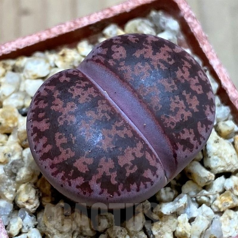 SH25761 Lithops lesliei ‘Fred’s Redhead’
