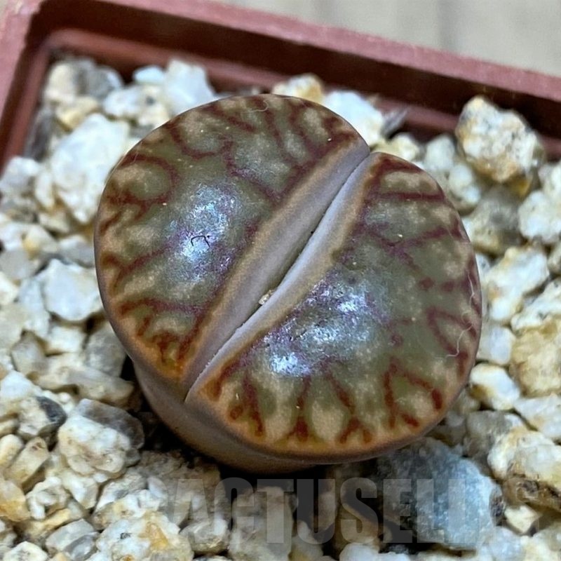 SH25762 Lithops bromfieldii ‘Red Coral’