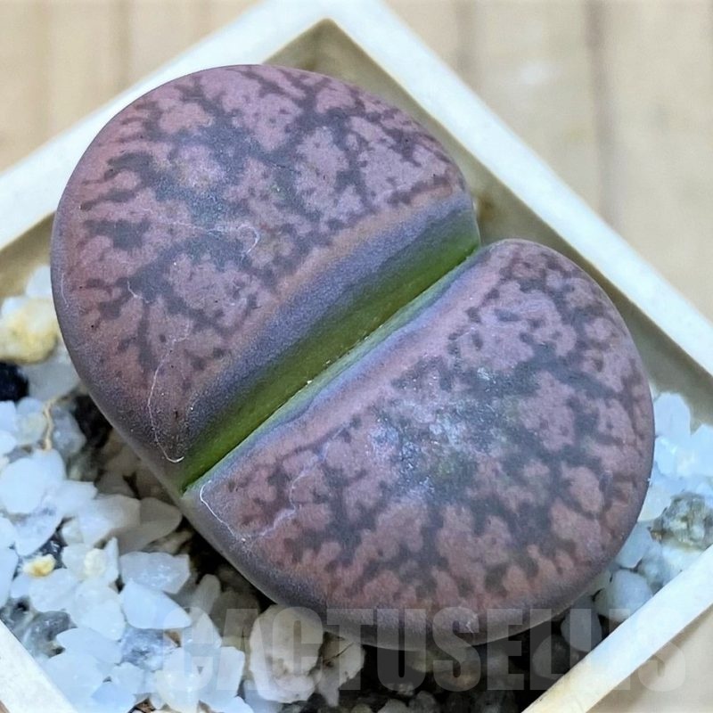 SH25763 Lithops gesinae, Pink form