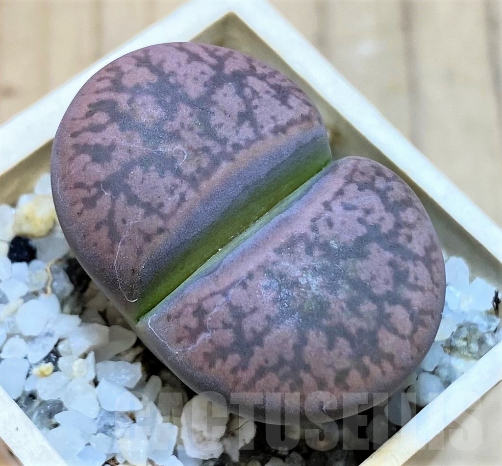 SH25763 Lithops gesinae, Pink form