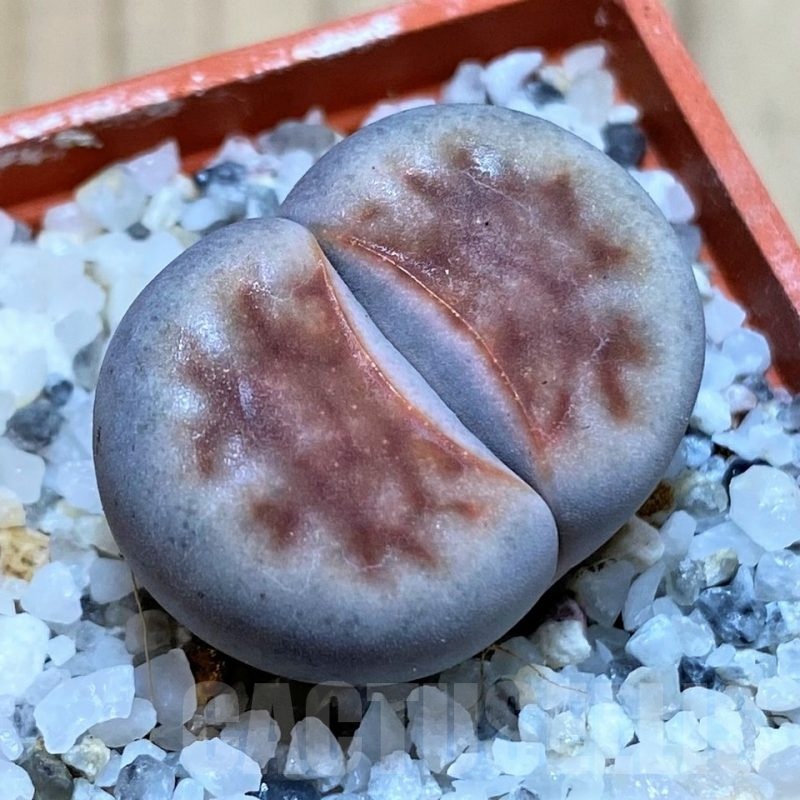 SH25764 Lithops karasmontana 'Top Red'