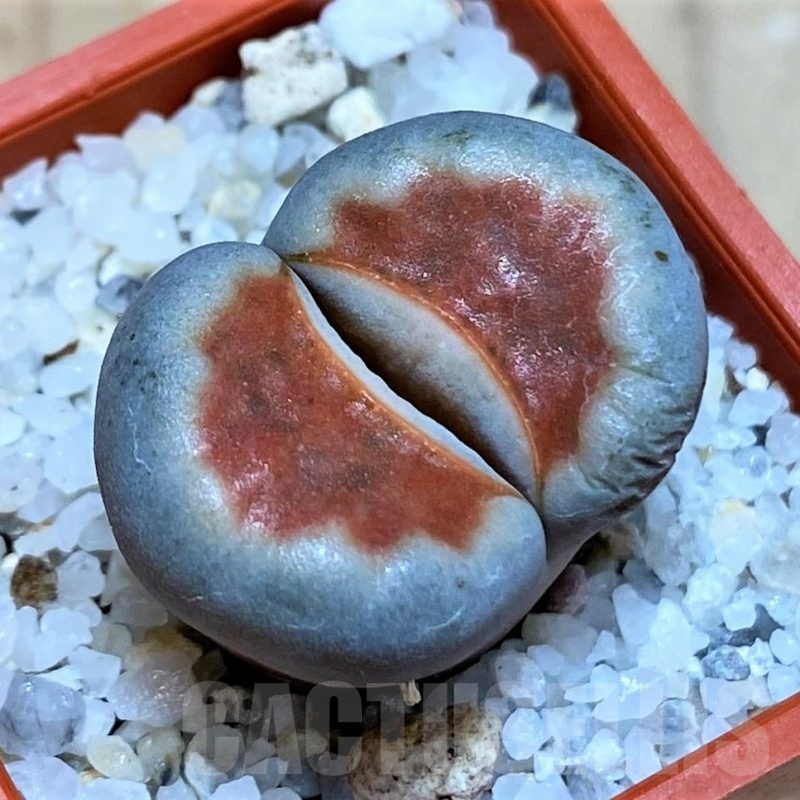 SH25765 Lithops karasmontana 'Top Red'
