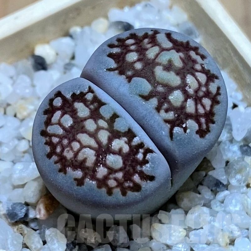 SH25766 Lithops hallii