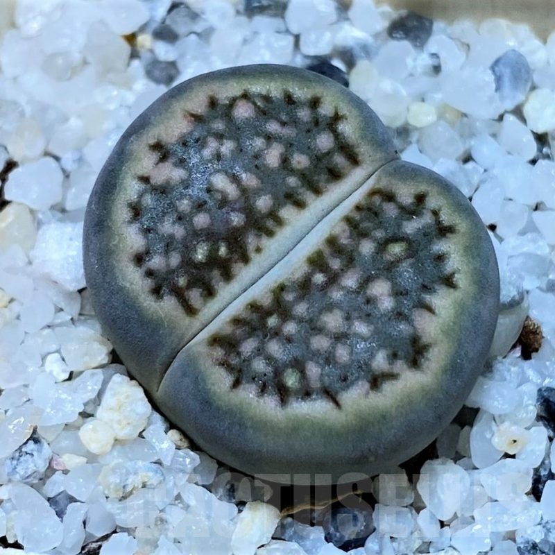 SH25767 Lithops hallii