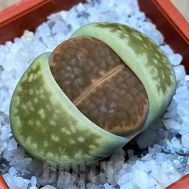 SH25768 Lithops hallii v. ochracea