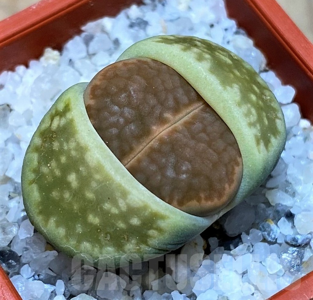 SH25768 Lithops hallii v. ochracea