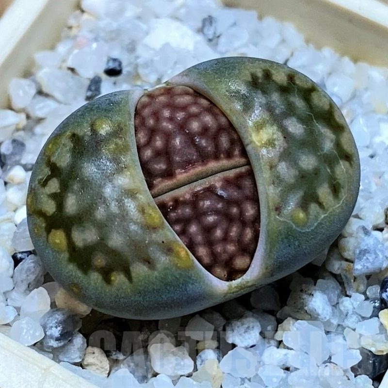 SH25769 Lithops hallii v. ochracea