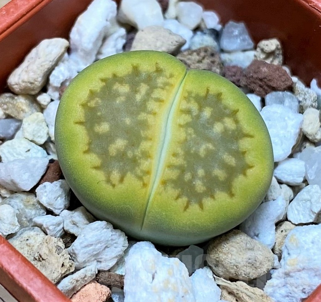SH25771 Lithops hallii 'Green Soapstone'