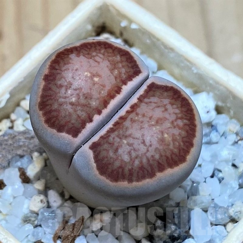 SH25773 Lithops julii ‘Kikushogiyoku’ hybrid