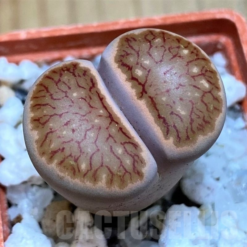 SH25774 Lithops julii ‘Kikushogiyoku’ hybrid
