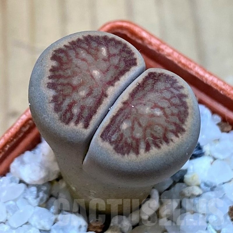 SH25775 Lithops julii ‘Kikushogiyoku’ hybrid