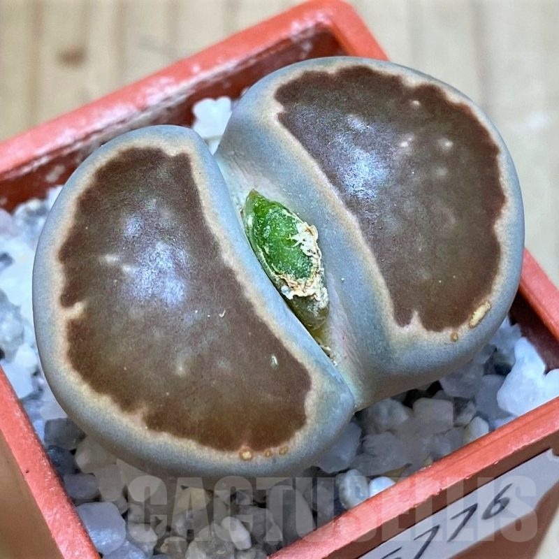 SH25776 Lithops julii ‘Kikushogiyoku’ hybrid