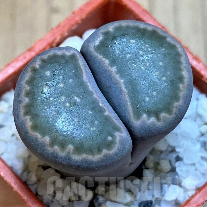 SH25777 Lithops salicola v. reticulata