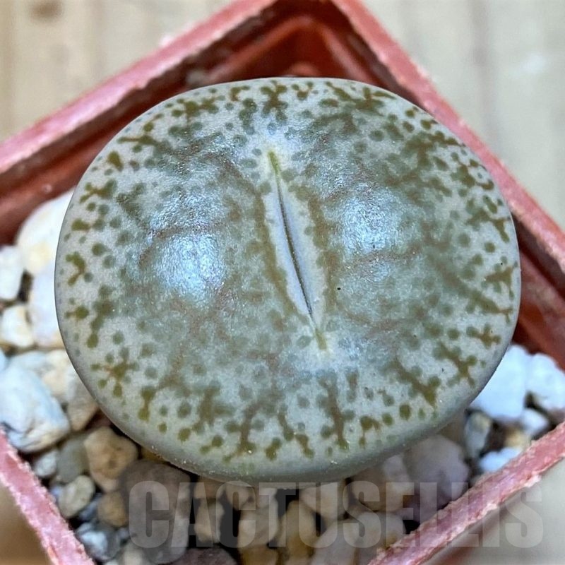 SH25778 Lithops pseudotruncatella