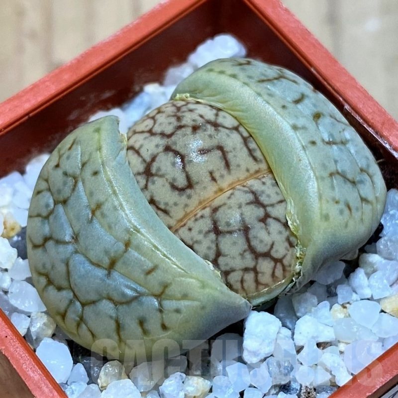 SH25779 Lithops 'Talisman' F2