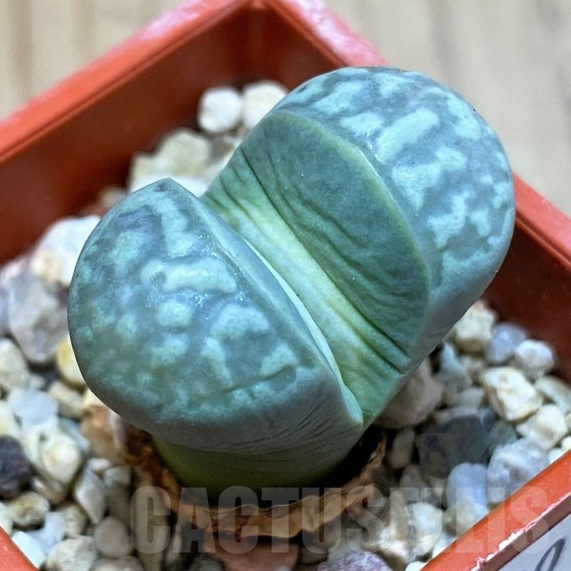 SH25780 Lithops marmorata v. elisae