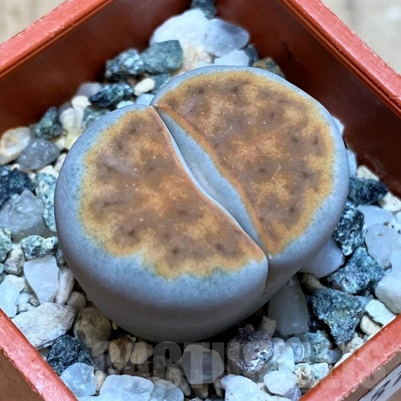 SH25781 Lithops karasmontana v. summitatum