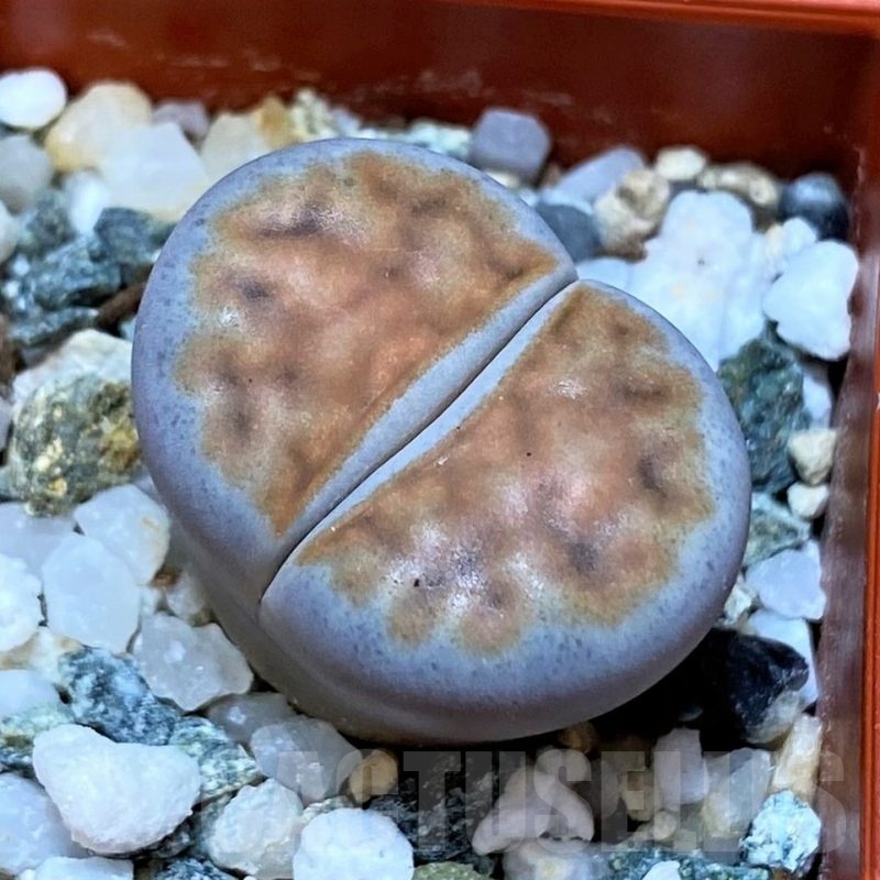 SH25782 Lithops karasmontana v. summitatum
