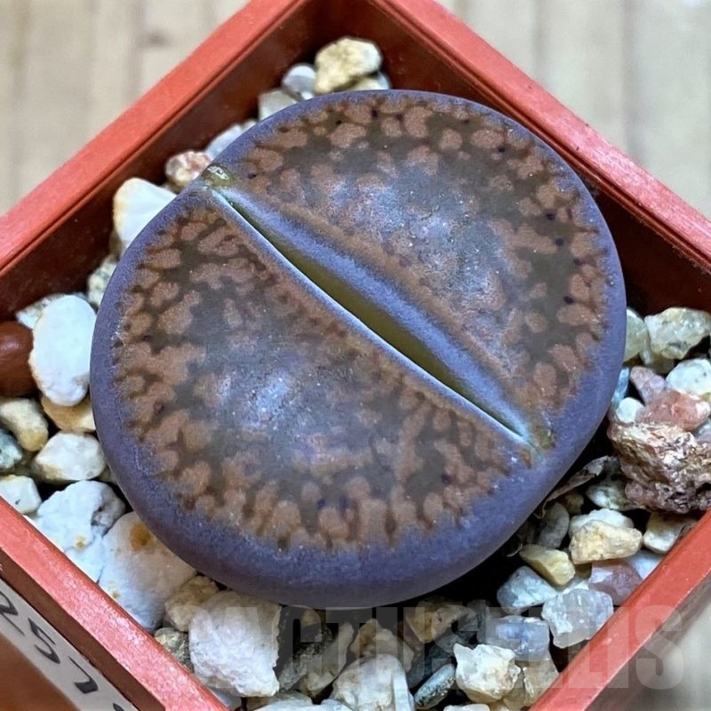 SH25783 Lithops aucampiae 'Fire Brandt'