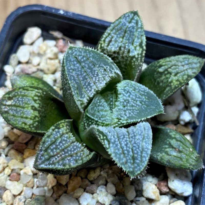 SH25893 Haworthia splendens hybrid