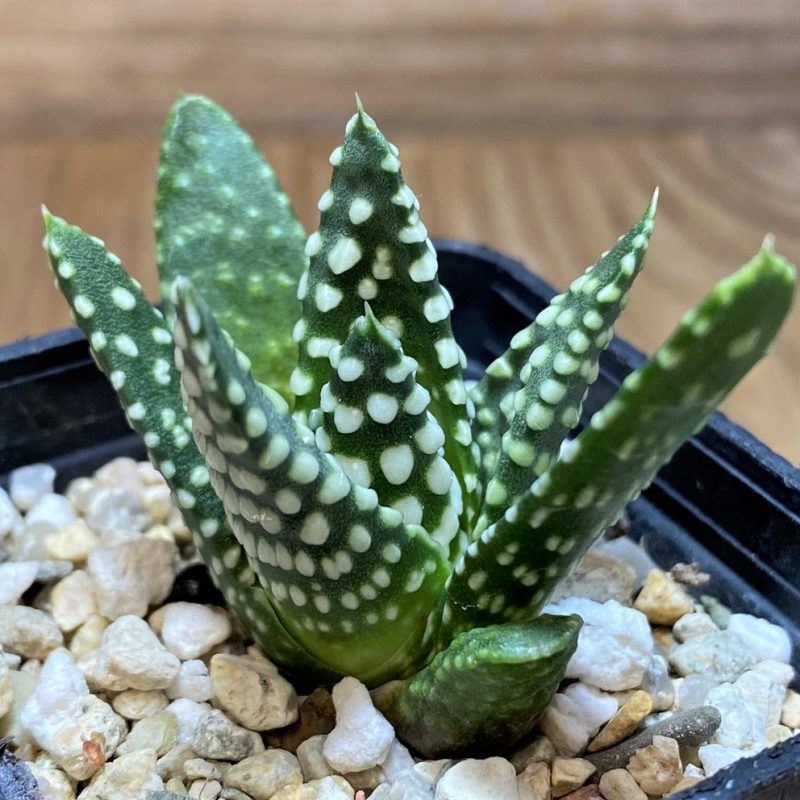SH25894 Haworthia pumila -Japan-