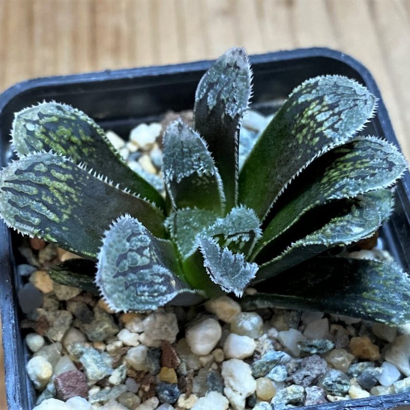 SH25895 Haworthia 'Kegazato'