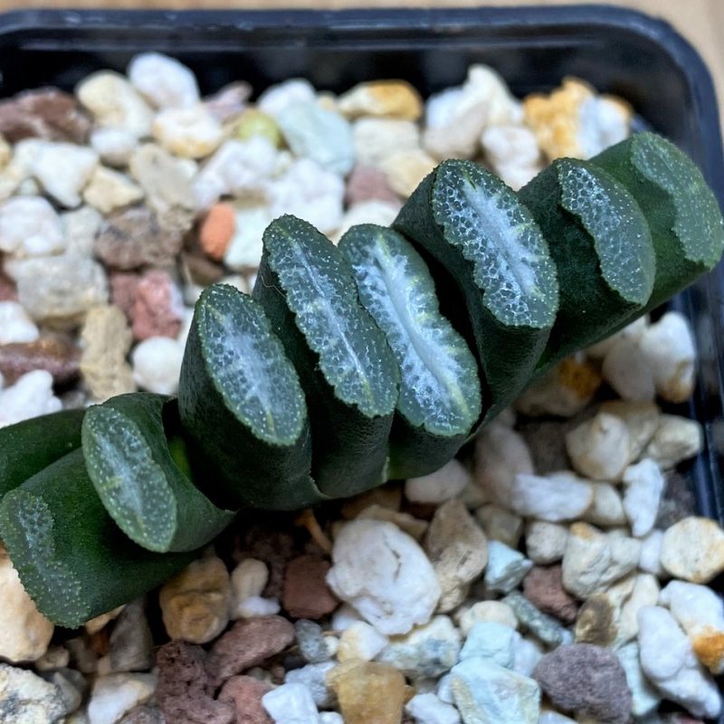 SH25863 Haworthia truncata -Japan-