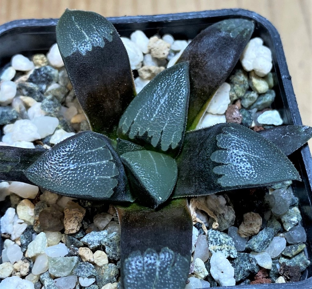 SH25896 Haworthia bayeri -Japan- - 画像 (2)