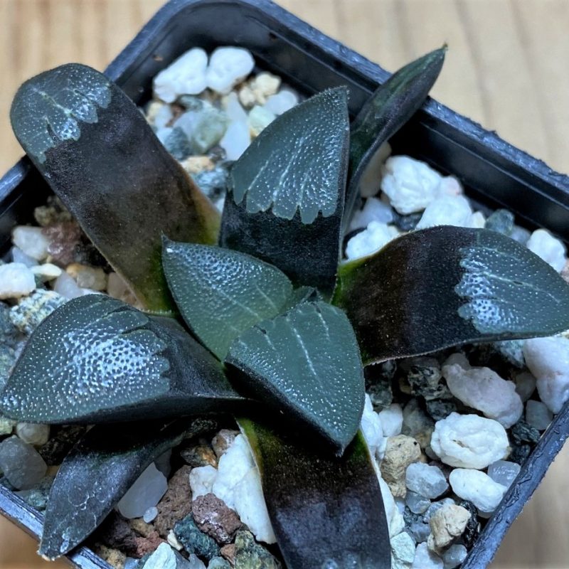 SH25896 Haworthia bayeri -Japan-
