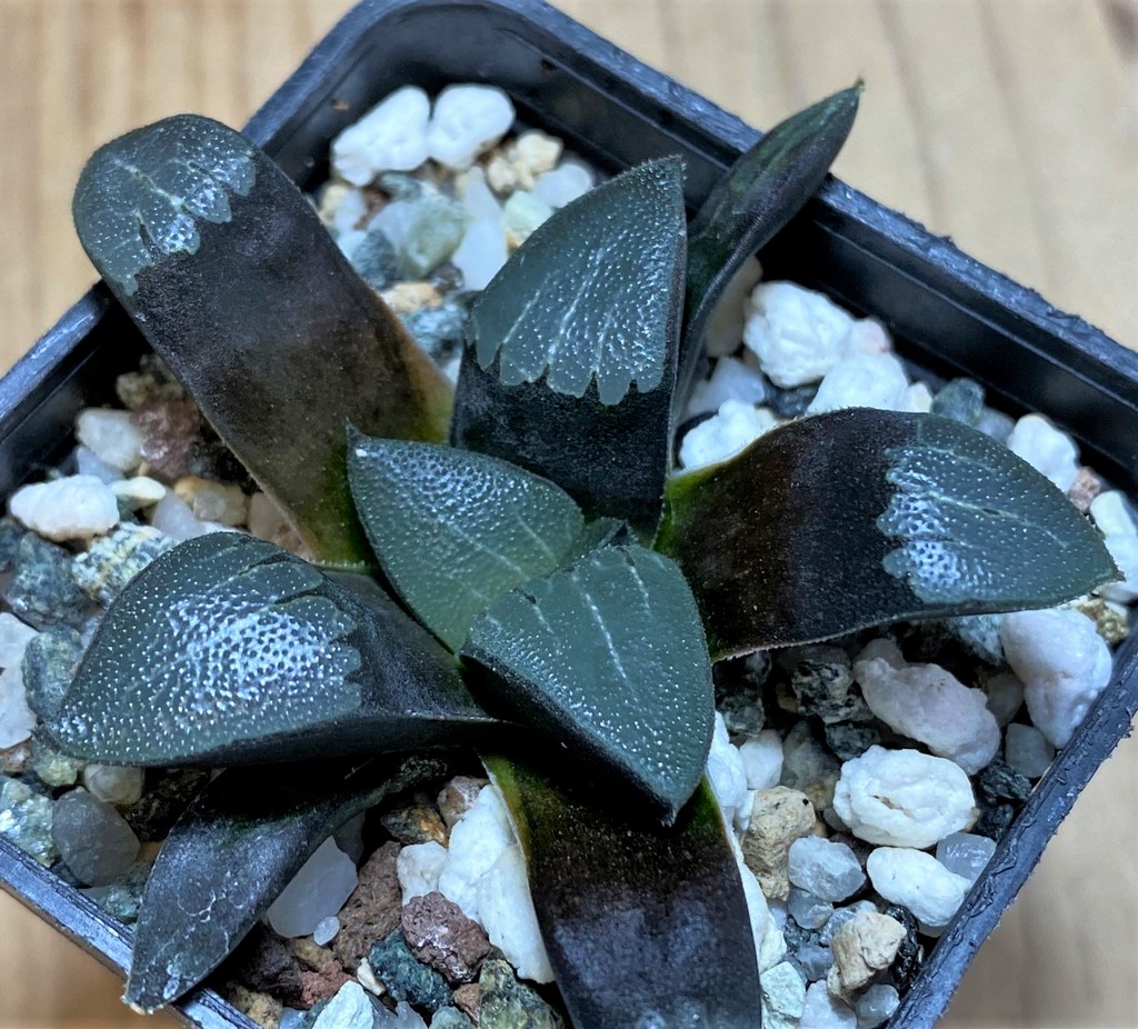 SH25896 Haworthia bayeri -Japan-