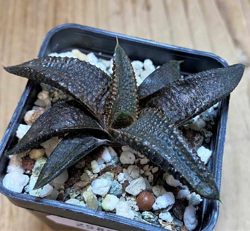 SH25897 Haworthia koelmaniorum