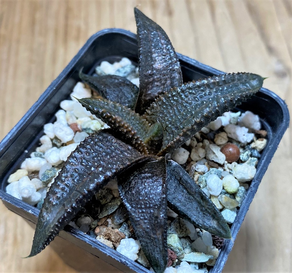 SH25897 Haworthia koelmaniorum - 画像 (2)