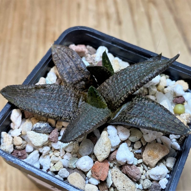 SH25898 Haworthia koelmaniorum