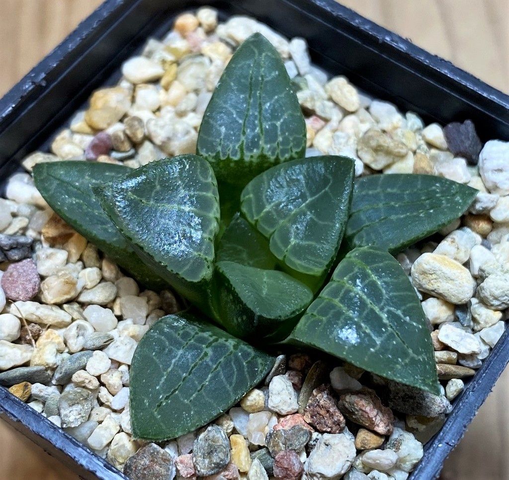 SH25899 Haworthia comptoniana x bayeri - 画像 (2)