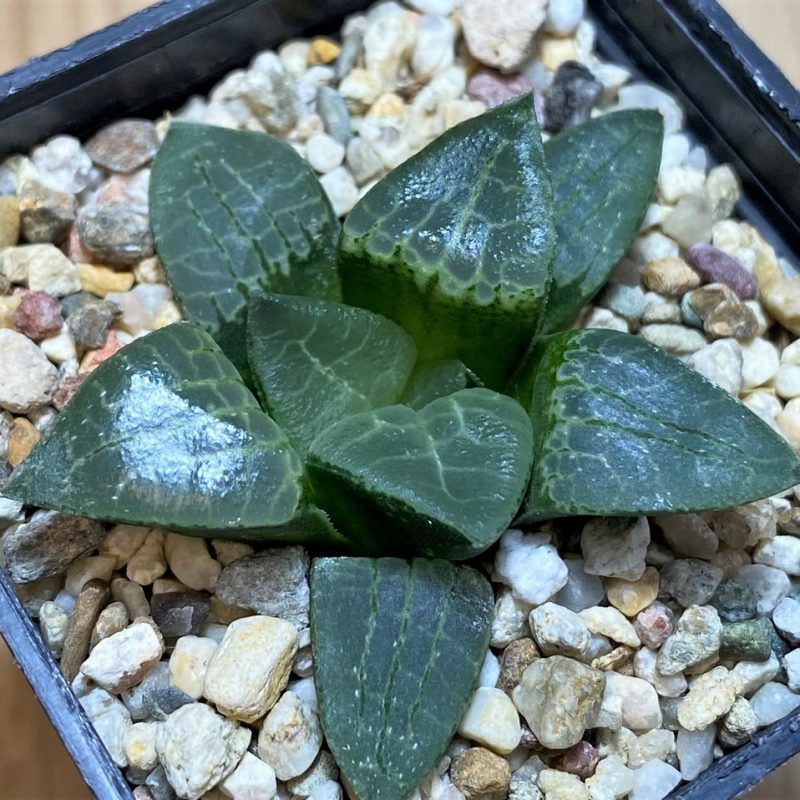 SH25899 Haworthia comptoniana x bayeri