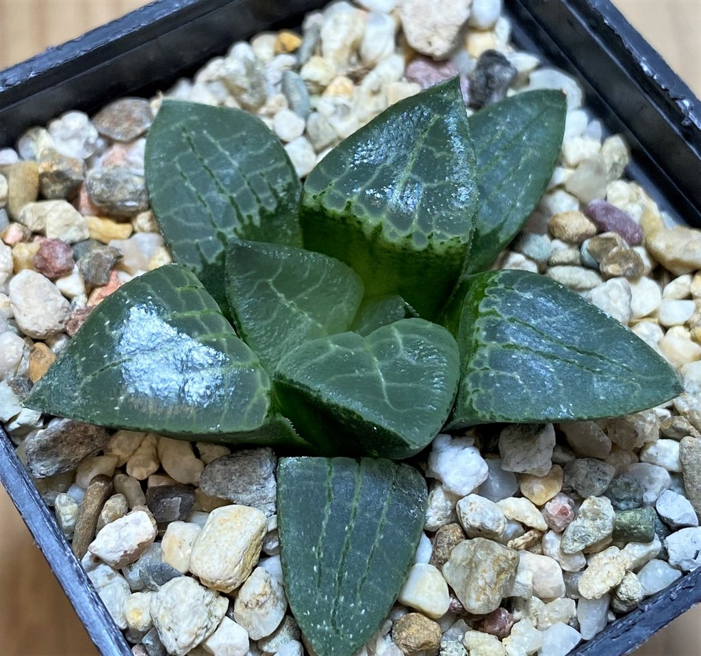 SH25899 Haworthia comptoniana x bayeri