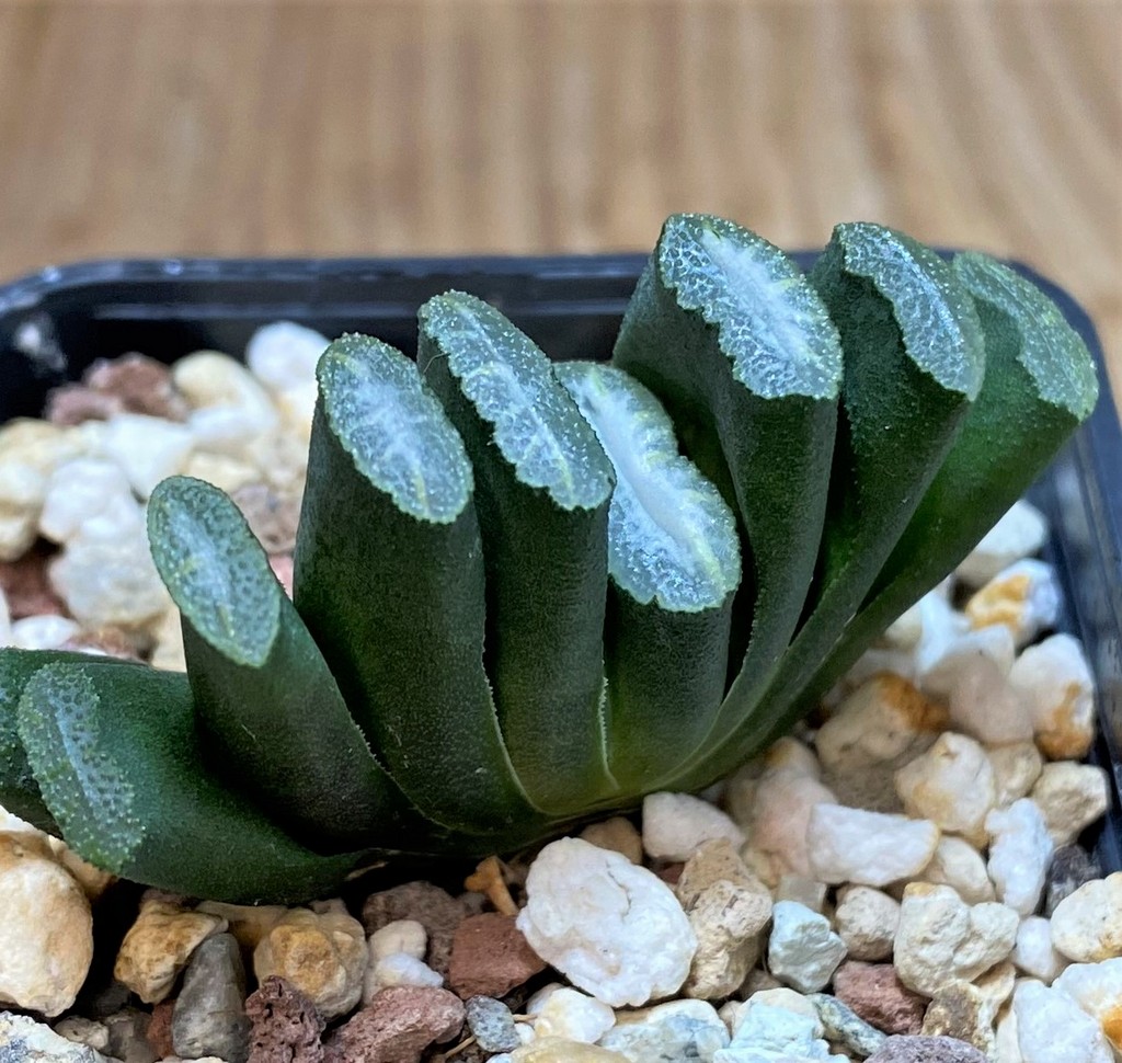 SH25863 Haworthia truncata -Japan- - 画像 (2)