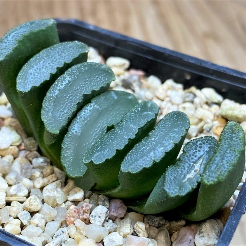 SH25901 Haworthia truncata