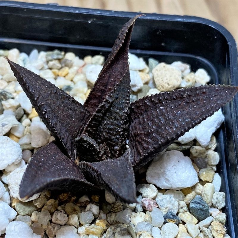SH25904 Haworthia woolleyi x koelmaniorum