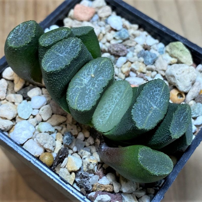 SH25864 Haworthia truncata -Japan-