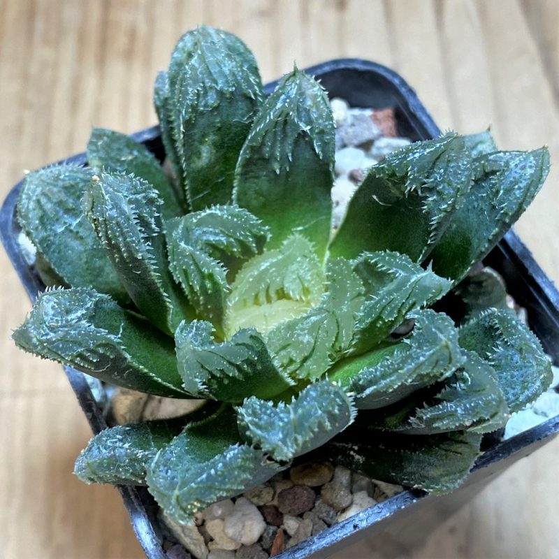 SH25908 Haworthia SY10.1 x truncata x 'Black Major'