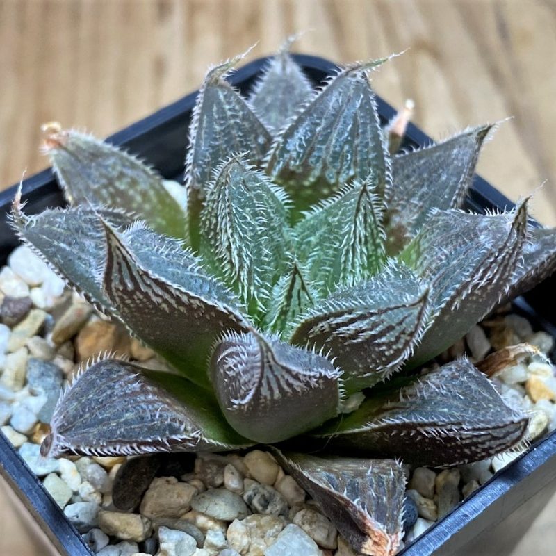SH25909 Haworthia venusta hybrid