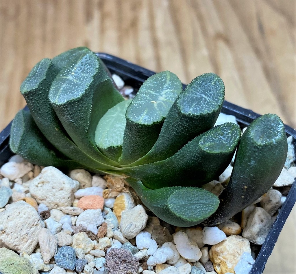 SH25864 Haworthia truncata -Japan- - 画像 (2)